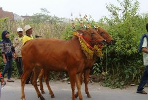 Sapi Sonok