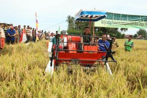 Panen Raya Padi