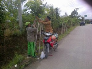Perawatan Pohon