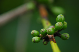 kopi (2)