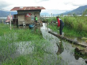 Lemo Mulai Ancam Seputaran Danau Lut Tawar. (Wein Mutuah)