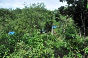 Hutan Bur Geruguh yang kini jadi lokasi tambang emas rakyat