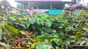 Kopi