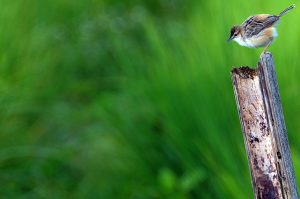 Manuk-KHA_2264