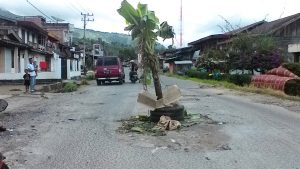 Tanam Pisang di Jalan
