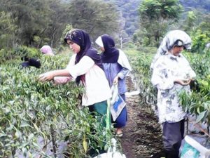 Perempuan Gayo Membangunkan Lahan Tidur 1