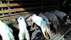 Ternak Kambing