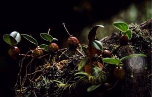 Salah satu jenis bunga anggrek di hutan Leuser (Foto: Irul)