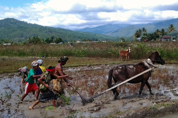 Me nor atau nengel di gayo Lues. (LGco_Khalis)