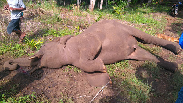 Gajah mati di Bergang Kecamatan Ketol Aceh Tengah. (foto : ist)