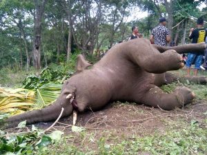 Gajah Mati di Ketol. (LGcoFeri Yanto)