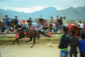kuda_pacukuda2016 (4)
