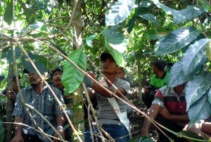 Muspida Mempraktekkan Tata Cara Pemangkasan Kopi Yang Baik dan Benar. (LGco : Weib Mutuah)