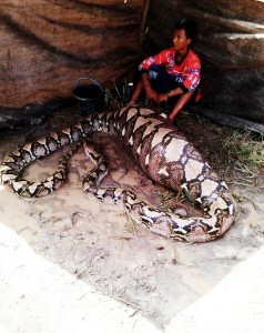 Ular Piton Raksasa