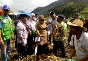 Kentang Pantat Terong