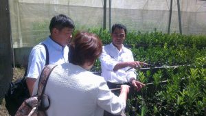 JICA tinjau pembibitan Jeruk Gayo