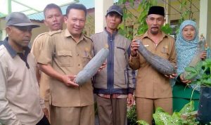 Mulyadi Penyuluh Pertanian