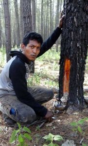 sadat-aman-hendri-penderes-getah-pinus