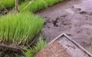 rps20161113_124332_093