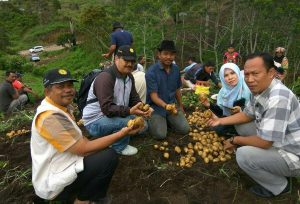 Kentang Pantan Terong