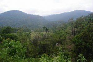 Sawah Terbengkalai di Lokop Serbejadi