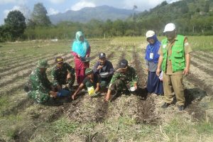 Tanam Jagung Hibrida