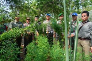 Pemusnahan Batang Ganja
