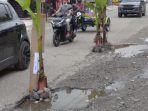Tanam Pisang di Jalan Berlubang Jalan Lintang