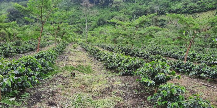 Tanam Kopi Sistem Pagar